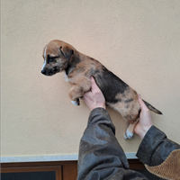 Cucciolo Jack russel