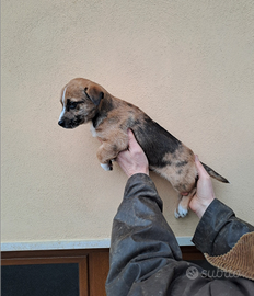 Cucciolo Jack russel