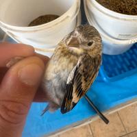 Ibridi di cardellino per canarina 2025