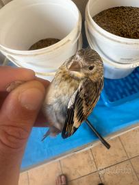 Ibridi di cardellino per canarina 2025