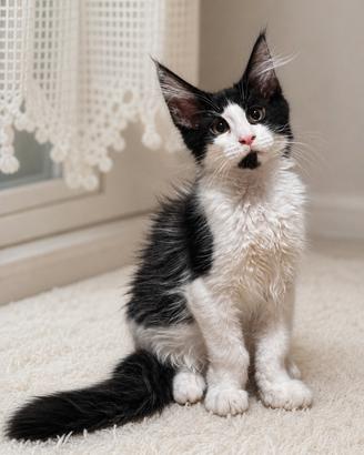 Disponibili cuccioli maine coon