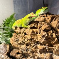Geco Phelsuma grandis
