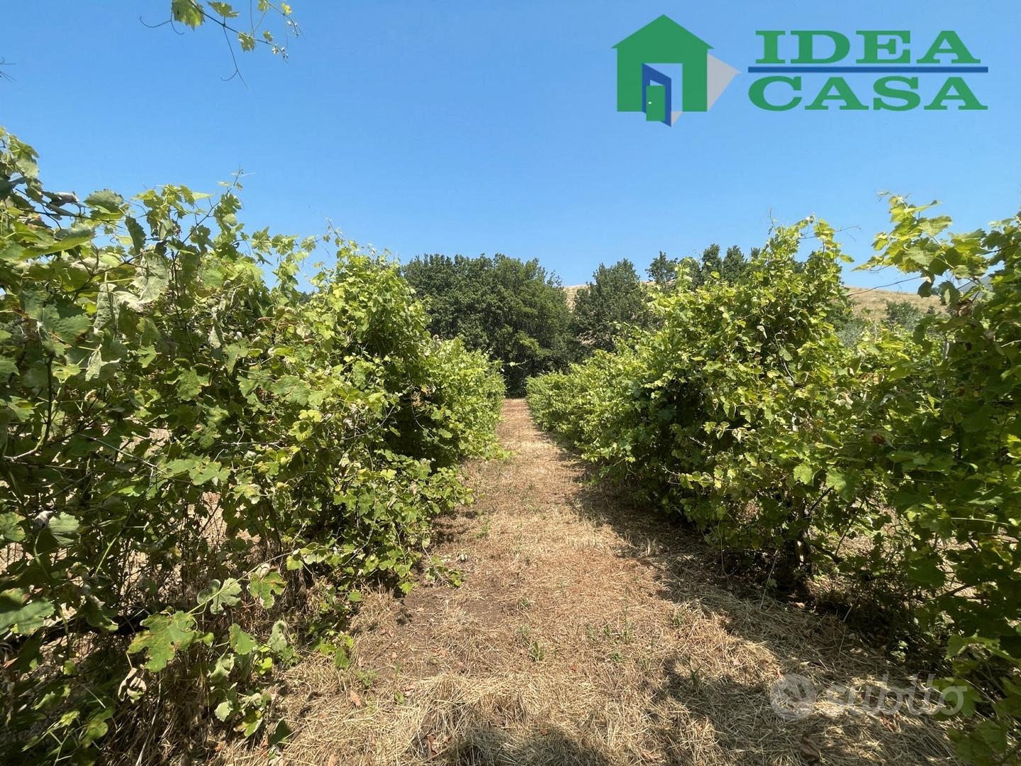 Terreno con Uliveto e Vigneto - Altro
