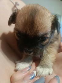 Cuccioli di chihuahua