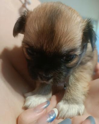 Cuccioli di chihuahua