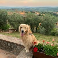 Golden Retriever maschio disponibile per monta