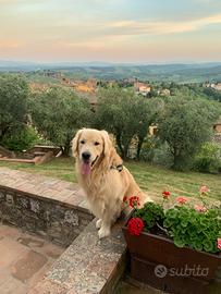 Golden Retriever maschio disponibile per monta