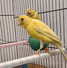 Coppia Canarini Affiatata