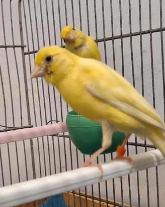 Coppia Canarini Affiatata