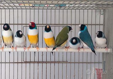 Diamanti di Gould 