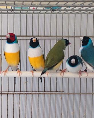 Diamanti di Gould 
