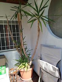 piante di Yucca grandi