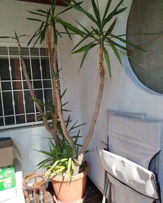 piante di Yucca grandi
