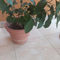 Pianta di ficus bonsai 