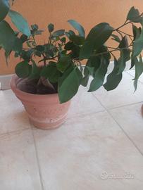 Pianta di ficus bonsai 