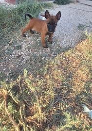 Cuccioli di Pastore belga Malinois