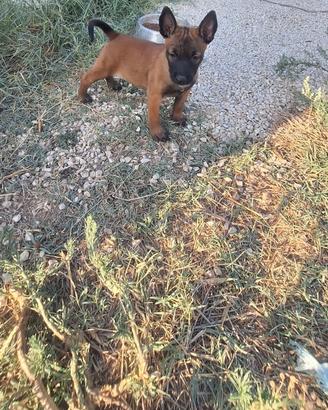Cuccioli di Pastore belga Malinois