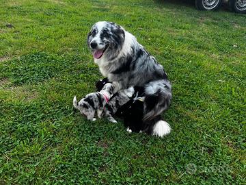 Border collie