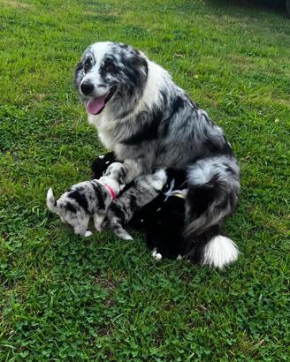 Border collie