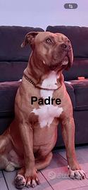 Cuccioli Pitbull