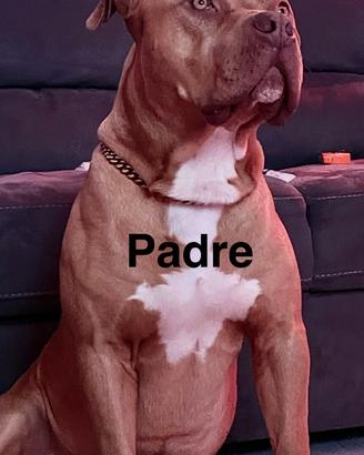 Cuccioli Pitbull