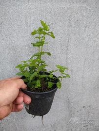 piantine di menta