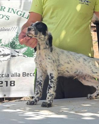 Setter inglesi cuccioli