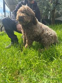 Cuccioli di Lagotto Romagnolo