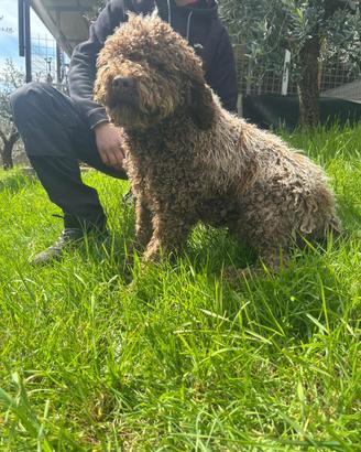 Cuccioli di Lagotto Romagnolo