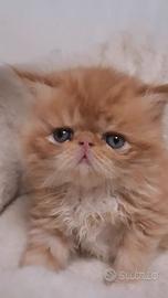 Gatti persiani