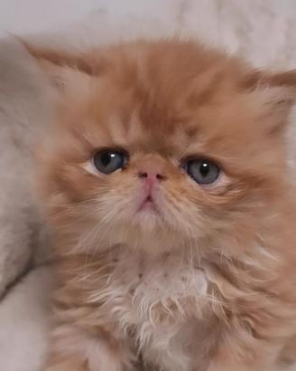 Gatti persiani