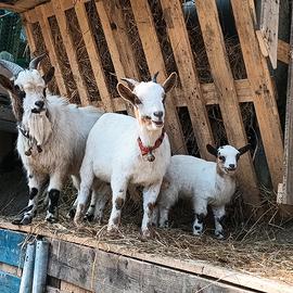 Famiglia caprette tibetane. anche separatamente