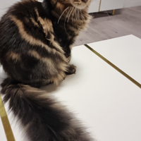 Cucciolo Maine coon con pedigree