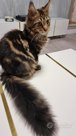 Cucciolo Maine coon con pedigree