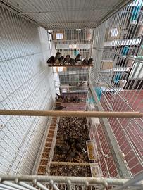 Diamante mandarino maggiorato