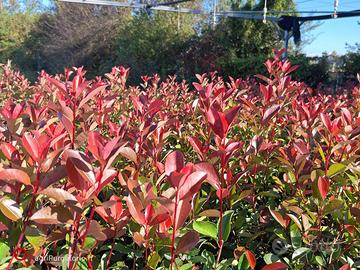 Piante da Siepe Photinia Red Robin – 100cm