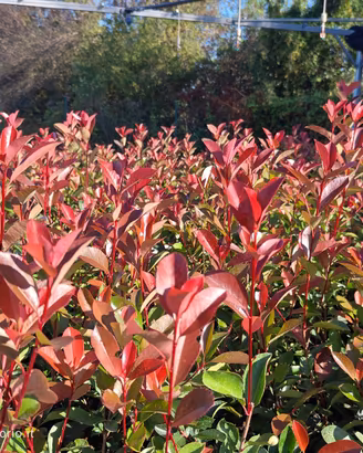 Piante da Siepe Photinia Red Robin – 100cm