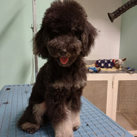 Barboncino Phantom per Monta