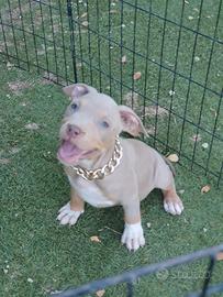 pitbull tricolor 