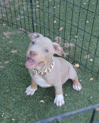 pitbull tricolor 