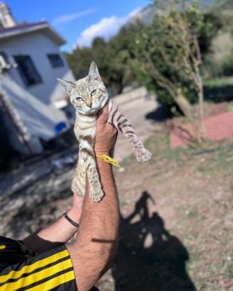 Gatti bengala