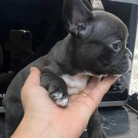 Bulldog francese