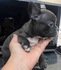 Bulldog francese