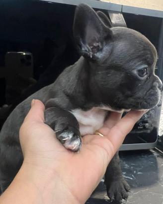 Bulldog francese