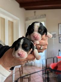 Cuccioli di Cavalier king Ciarles Spaniel tricolor