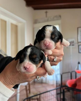 Cuccioli di Cavalier king Ciarles Spaniel tricolor