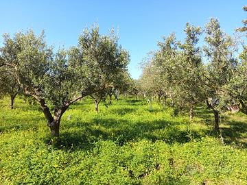 Terreno agricolo con uliveto,frutteto,attrezzatura
