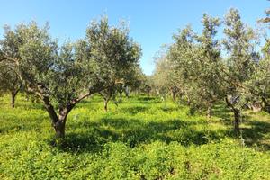Terreno agricolo con uliveto,frutteto,attrezzatura