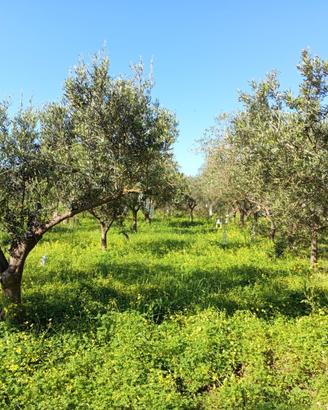 Terreno agricolo con uliveto,frutteto,attrezzatura