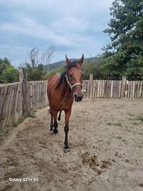 Cavallo Trotter Baio